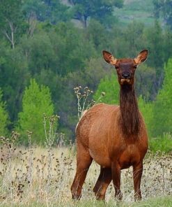 Nikon COOLPIX P900 Digital Camera (Black) 83 71JIX0SB8NL