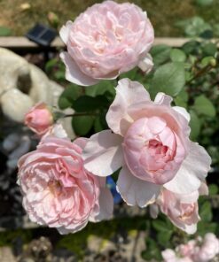 Scotts Super Bloom Water Soluble Plant Food, 2 lb - NPK 12-55-6 - Fertilizer for Outdoor Flowers, Fruiting Plants, Containers and Bed Areas - Feeds Plants Instantly 65 71JK4NIUwOL