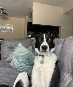 Blueberry Pet Soft & Safe 3M Reflective Neoprene Padded Adjustable Dog Collar - Baby Blue Pastel Color, Medium, Neck 14.5"-20" 45 71JKucBK0lL 1