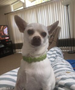 Arava Flea & Tick Collar - for Dogs & Puppies - Length-22'' - 11 Natural Active Ingredients - Safe for Babies & Pets - Enhanced Control & Defense 30 71JLVUjabUL