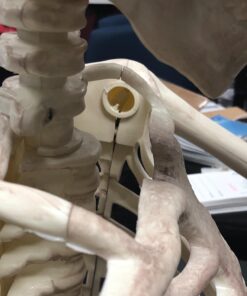 Crazy Bonez Pose-N-Stay Skeleton Original Pose-N-Stay 44 71JLw928jtL