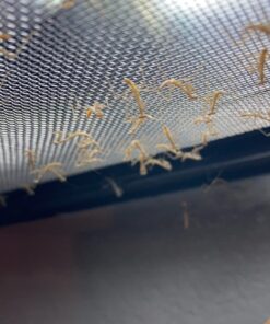 Praying Mantis Egg Case with Hatching Habitat Cup - 2 Praying Mantids Egg Cases 2 Egg Pod Habitat Cup 41 71JOu2frrsL