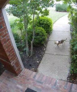 Google Nest Cam Outdoor 2-Pack - 1st Generation - Weatherproof Outdoor Camera - Surveillance Camera with Night Vision - Control with Your Phone 71 71JViDg38bL