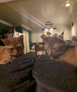 Purina Cat Chow Gentle Dry Cat Food, Sensitive Stomach + Skin - 13 lb. Bag 13.00 Pound (Pack of 1) 44 71JX 84I29L