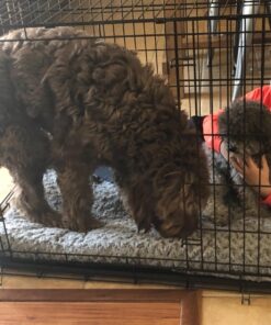 MidWest Homes for Pets Large Dog Crate | MidWest Life Stages Double Door Folding Metal Crate | Divider Panel, Floor Protecting Feet, Leak-Proof Pan | 42L x 28W x 31H Inches For Large Dog Breed 42.0"L x 28.0"W x 30.0"H Lifestages; Double Door 52 71JXE1VtkEL