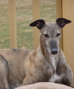 Olewo Original Carrots for Dogs – Fiber for Dogs Keep Poop Firm, Digestive Dog Food Topper, Skin & Coat Support, Dehydrated Whole Food Dog Multivitamin, Gut Health for Dogs, 2.2 lbs 2.2 Pounds 40 71JZghryKyL