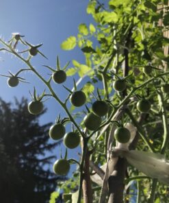 Burpee Super Sweet 100' Hybrid Cherry Tomato, 50 Seeds 31 71Ja2CJfitL