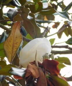 Nikon COOLPIX L840 Digital Camera with 38x Optical Zoom and Built-In Wi-Fi (Red) Red Base 59 71JbMIBPFL