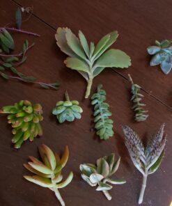 FATPLANTS 10 Living Succulent Cuttings 44 71JbmdsJn8L
