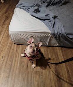 Linenspa Waterproof Smooth Top Premium Queen Mattress Protector, Breathable & Hypoallergenic Queen Mattress Covers - Packaging may vary, White 39 71Jd7fcGGqL