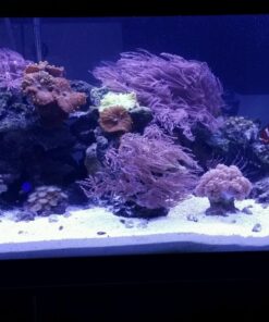 Current USA 36-48" Inch Orbit Marine LED Saltwater Reef Marine Aquarium Light | 24 Hour IR Lighting & eFlux Wave Pump Control | Adjustable Color Spectrum for Fish Tank (4102) Black 36 to 48-Inch 44 71Jerhx4QvL 3