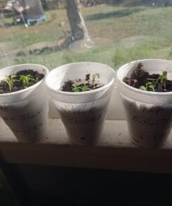 Seed Needs, Milkweed Seed Packet Collection to Attract Monarch Butterflies (6 Individual Seed Varieties to Plant) Heirloom & Untreated Seeds 6 Pack 35 71Jf7EuJfpL