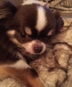 Petmate Two-Door Small Dog Kennel & Cat Kennel (Top Loading or Front Loading Pet Carrier, Made with Recycled Materials, 24 inches in Length) For Pets up to 15 Pounds, Made in USA 24.0"L x 14.5"W x 17.0"H TAN 68 71Jhkn1EINL 1