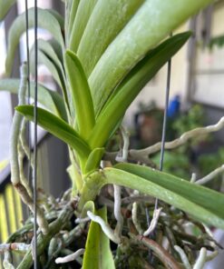 Organic Kelp Fertilizer by GS Plant Foods - Omri Listed(1 Gallon) - Liquid Kelp Concentrate for Gardens, Lawns & Soil Yields 800+ gallons 1 Gallon 44 71Jl56QMKvL