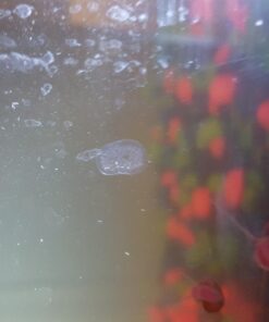 Ramshorn Snails, Algae Eater, Live Snails for Freshwater Aquariums - 1/8 to 1/2 inch (10 Snails) 10 Snails 21 71JnUwLND4L