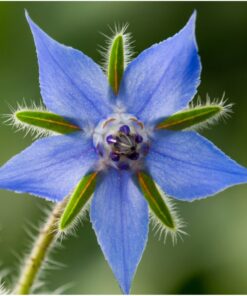 Seed Needs, Edible Wildflower Seed Packet Collection (7 Varieties of Flower Seed for Planting) Non-GMO & Untreated - Includes Viola, Pansies, Chives, Borage, Calendula, Nasturtium and Bee Balm 24 71Jnk86hg5L