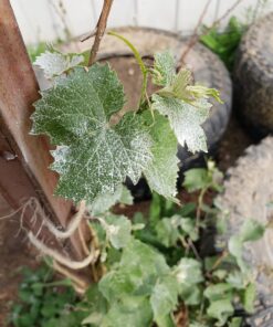 Dustin-Mizer Lightweight Garden Dust Applicator, Made in USA 11 71JpB0WiPrL