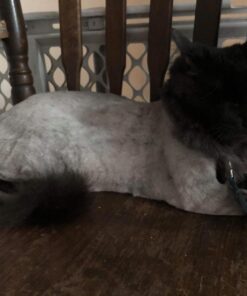 Maxshop Dog Grooming Kit, Low Noise Rechargeable Dogs Shaver Clippers Electric Quiet Dog Hair Trimmer for Dogs and Cats with Comb Guides Scissors Nail Kits (Gold Black) Gold Black 62 71JpBV51X L