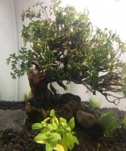 Bolbitis Difformis Baby Leaf Fern Potted Live Aquarium Plants for Freshwater Fish Tank by Greenpro 39 71Jq8haSFdL