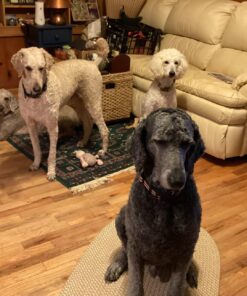 Pet 'n Shape Chik 'N Rice Dumbbells - All Natural Dog Treats, Chicken, 32 oz 2 Pound (Pack of 1) 36 71JsShp3XnL