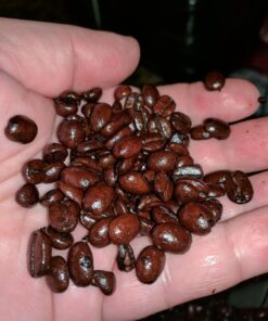 San Francisco Bay Whole Bean Coffee - Hazelnut Crème (2lb Bag), Flavored, Medium Roast 2.00 Pound (Pack of 1) 18 71JtP8TRFgL