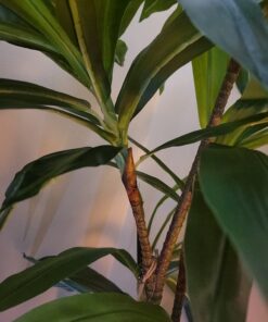 Nearly Natural 6596 6ft. Dracaena Silk Plant (Real Touch),Green 35 71Jy4vBYhKL