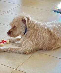 Nylabone Power Chew Double Bone Long Lasting Chew Toy for Dogs Medium - Up to 30 lbs. Medium up to 35 lbs. 30 71K h27mL