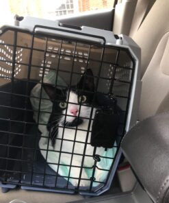 Amazon Basics - 2-Door Top-Load Hard-Sided Dogs, Cats Pet Travel Carrier, Gray & Blue, 22.8"L x 15.0"W x 13.0"H Two-Door Top-Load 81 71K1G 84qJL 1