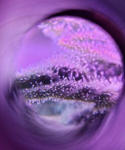 Formline LED Illuminated Jewelers Loupe/Trichome Scope (60x + 30x Lens) - Magnifier Made for Gardening, Jewelry, Antiques, Coins, Rocks, Stamps, Hobbies, Watches, Photos and Science (White/Silver) White 29 71K2B BCEBL