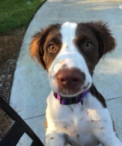 Purina ONE Plus Healthy Puppy Formula High Protein Natural Dry Puppy Food with added vitamins, minerals and nutrients - 8 lb. Bag Dry Food Chicken 8.00 Pound (Pack of 1) 32 71K3EdUDdaL