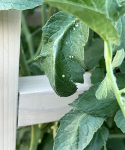 Southern AG 100520028 13021 Caterpillar Control, For Insects8 oz 12 71K4XIAQAL