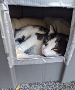 Petmate Aspen Pet Self Warming Round Bed, 19.5 Inches, Barn Red and Cream 19.5"L x 19.5"W x 7.0"Th 27 71K5Xi H6fL