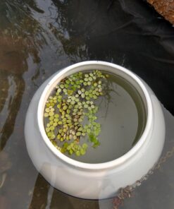 12 Water Spangles (Salvinia Minima), Live Aquarium/Aquatic/Floating/Pond/Freshwater Plant by G&Z 34 71K5ycFdUSL