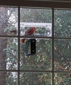 Wild Birds of Joy Window Bird Feeder with 4 Super Strong Suction Cups & Sliding Seed Tray, Large, Clear Acrylic, Easy Clean, Outdoor Bird Feeders, Outside View Up Close of Finch, Cardinal and Blue Jay 38 71K6yI1Fa4L