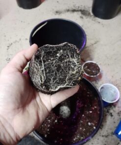 Alternative view of RTI Xtreme Gardening Azos Beneficial Bacteria, Natural Growth Promoter, 6-Ounce Bag 6 oz