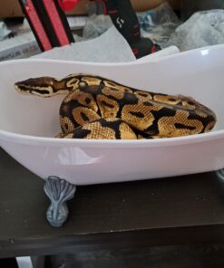 Sophia's Classic White Clawfoot Bathtub with Handheld Shower Head and Faucet Furniture Set for 18" Dolls, White/Silver 30 71KBKKsKVmL