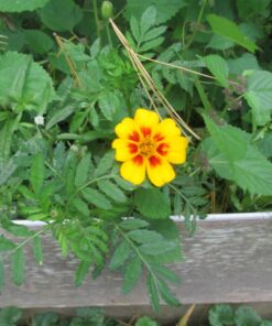 Monarch Butterfly Rescue Wildflower Seed Packet Bulk Open-Pollinated Wildflower, No Fillers, Annuals, Perennials and Milkweed Seeds for Monarch Butterfly1oz 51 71KBP7ZaLwL