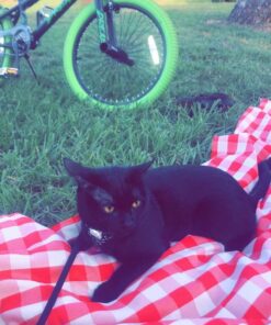 LinenTablecloth 60 x 102-Inch Rectangular Tablecloth Red & White Checker 38 71KDqrZ0jL