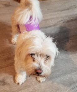 PET MAGASIN Male Dog Belly Manner Band Wraps Nappies, 3-Pack, Blue Green and Purple, Small Solid Small (13"-15" Waist) 28 71KEpwUvjzL