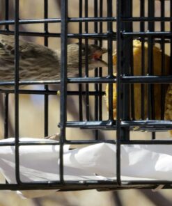 More Birds Squirrel-X Double Suet Feeder, Outdoor Wild Bird Feeder, Cage Bird Feeder, 2 Suet Cake Capacity 27 71KIy2FWIcL