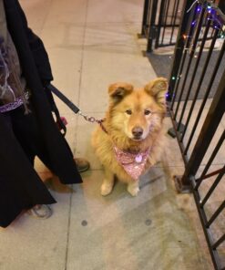 Nikon D750 FX-format Digital SLR Camera Body Body Only Base 54 71KLCHoUjL