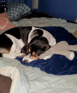 Pet MD - Dog Ear Cleaner Wipes - Otic Cleanser for Dogs to Stop Ear Itching, and Infections with Aloe and Eucalyptus - 100 Count 38 71KLmPaboiL