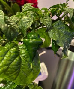 General Hydroponics MaxiGro Plant Food For Vigorous Growth, 2.2 lb 63 71KPwv82dmL