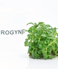 Staurogyne Repens Tissue Cultured - Foreground Aquarium Plant 37 71KQWLDYFOL