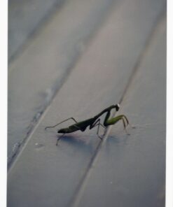 Epson Perfection V39 Color Photo & Document Scanner with Scan-To-Cloud & 4800 Optical Resolution, Black 64 71KRXODJaAL 1