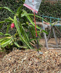 Inkbird Thermometer and Hygrometer Smart Sensor Data Logger with Waterproof External Probe Magnet Alert for Android and iOS Used for Food Storage Brewing Reptiles Instrument IBS-TH1. IBS-TH1+Probe. 42 71KZydvxTL