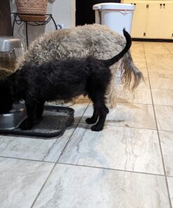 Petmate Pet Cafe Feeder Dog and Cat Feeder Pearlescent Colors 3 Sizes, Made in USA 6 lb. Pearl Tan 39 71KbMQX8jL