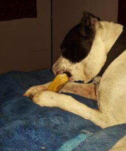 Himalayan Pet Supply Cheese Chews|Long Lasting, Stain Free, Protein Rich, Low Odor|100% Natural, Healthy & Safe|No Lactose, Gluten Or Grains|for Dogs 55 Lbs&Brown,X-Large(521015),5.3 Ounce (Pack of 1) 5.3 Ounce (Pack of 1) 49 71KbTV3GK5L 1