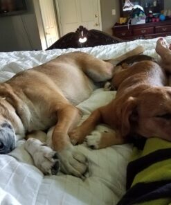 Activate II Flea and Tick Prevention for Dogs | 4 Count | Small Dogs 4-10 lbs | Topical Drops | 4 Months Flea Treatment 45 71Kd4cpMsZL