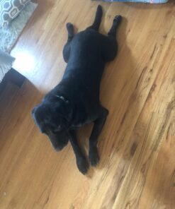 Pogi’s Dog Poop Bags - 500 Doggie Poop Bags for Yards - Leak-Proof Dog Waste Bags - Ultra Thick, Extra Large, Scented Poop Bags for Dogs & Cats (Single Large Roll) 500 Count (Pack of 1) 33 71KfGSrtneL 1